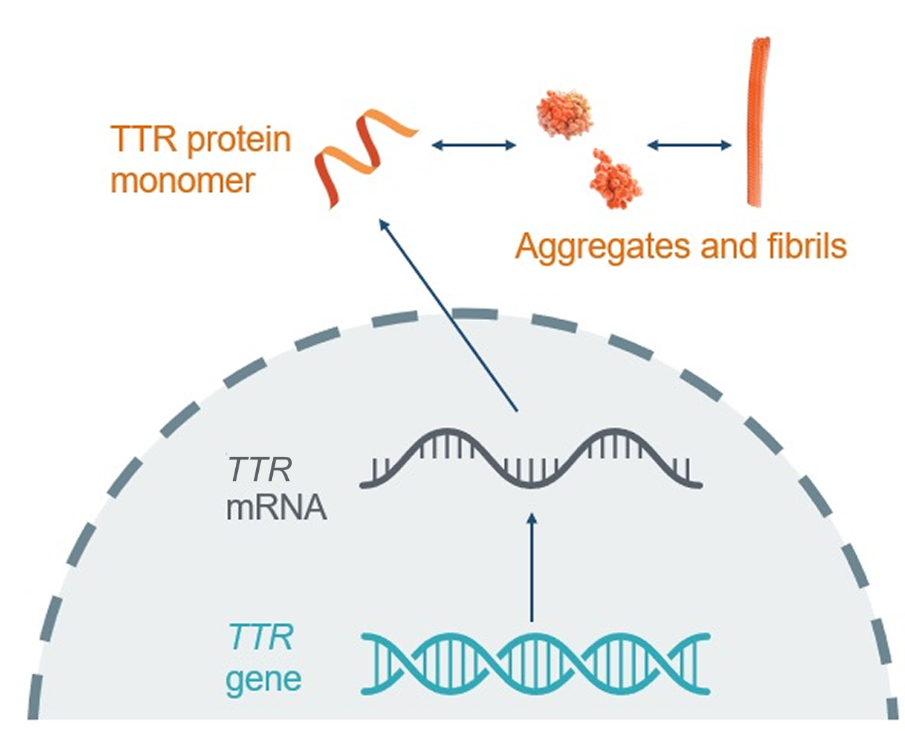 An illustration showing transthyretin amyloidosis (ATTR)