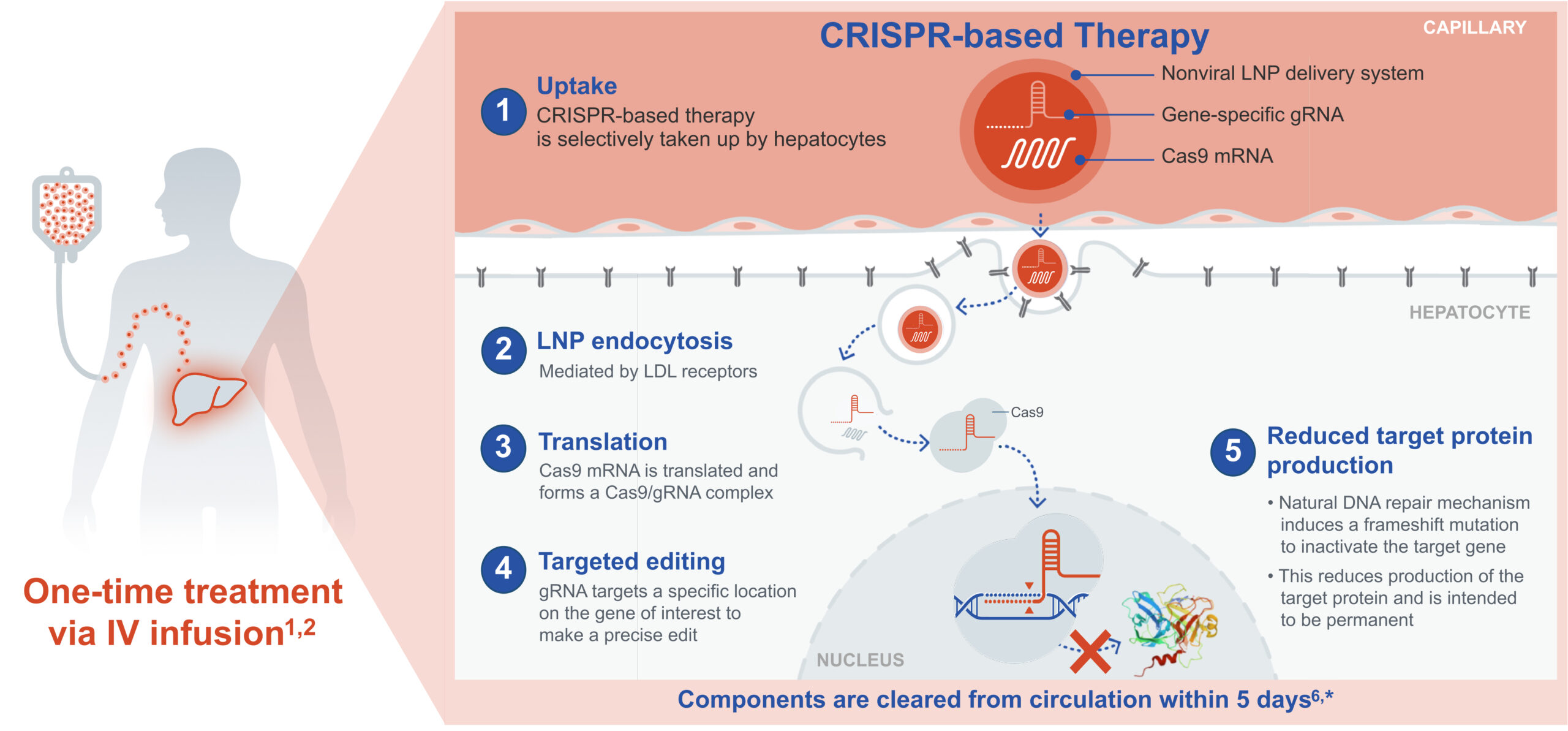 An illustration of the proposed mechanism of action of in vivo CRISPR-based therapies