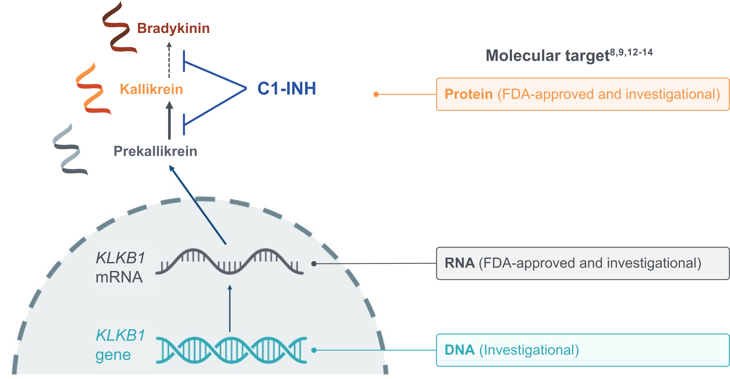 An illustration showing the therapeutic landscape of hereditary angioedema (HAE)