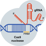 An illustration of Cas9 nuclease, protospacer adjacent motif (PAM), and gRNA