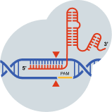 An illustration of Cas9 nuclease, protospacer adjacent motif (PAM), and gRNA
