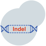 An illustration of a DNA strand with an indel in it