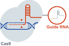 An illustration of Cas9 and a guide RNA