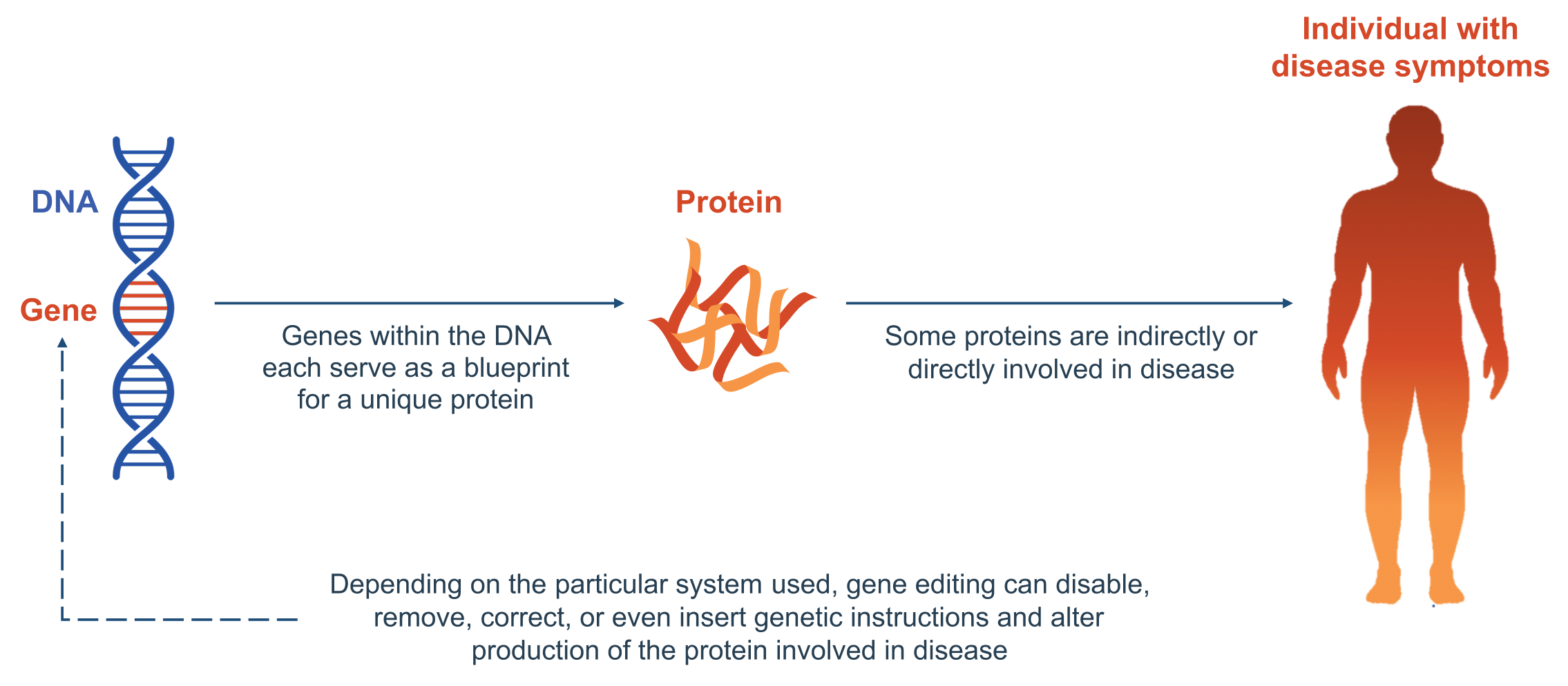 An illustration showing how gene editing could alter production of a protein involved in disease