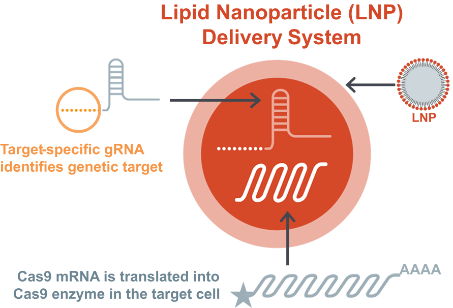 An illustration of Intellia's Lipid Nanoparticle (LNP) delivery system