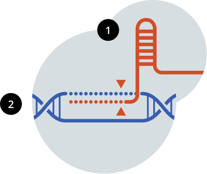 An illustration of Cas9 and a guide RNA